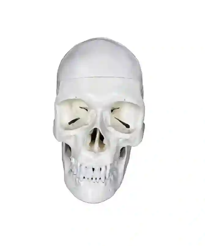 ZX-S104 Human Skull Model