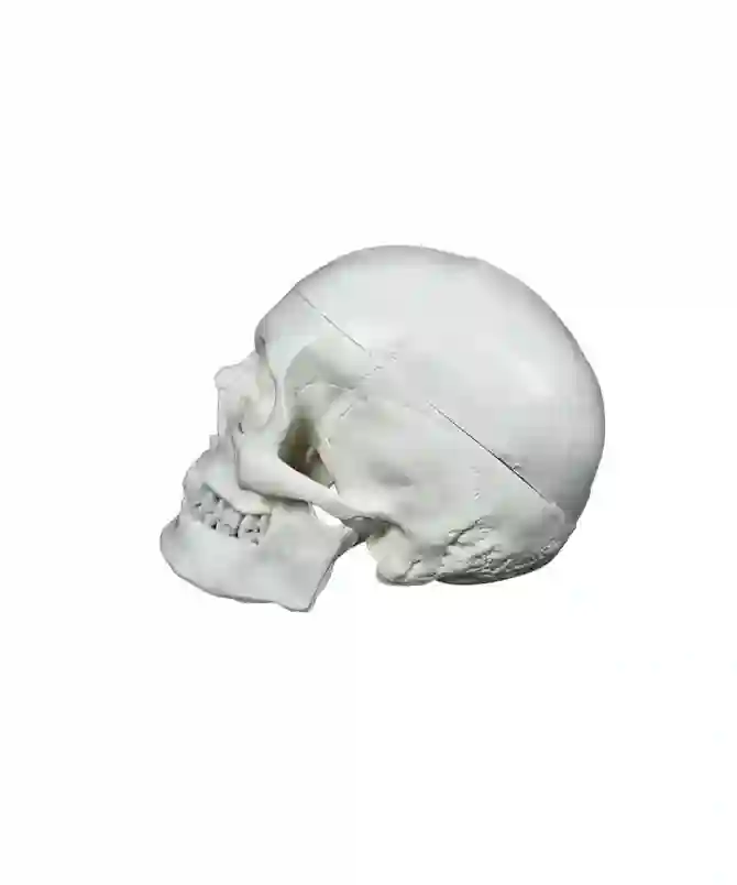 ZX-S104 Human Skull Model