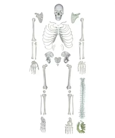Bone set model for medical students