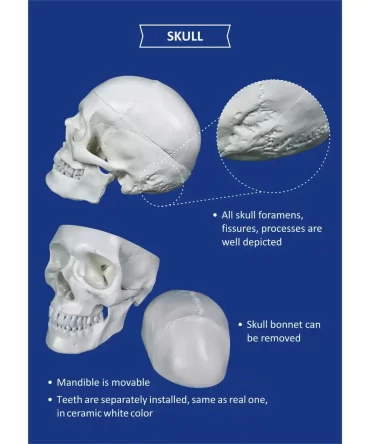 Bone set model - skull page