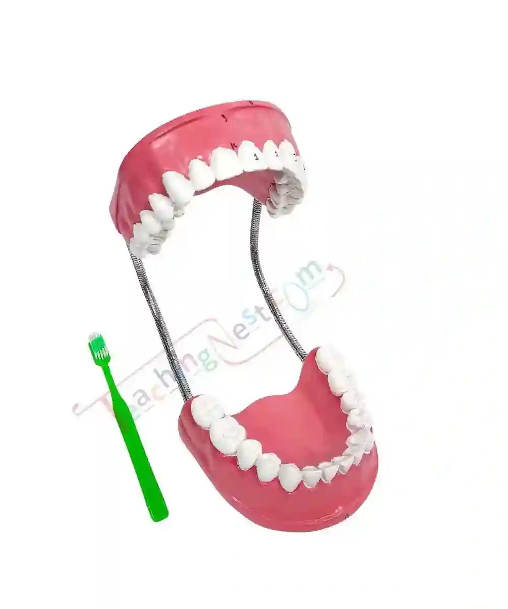 ZX-1411_1 Dental Care Model