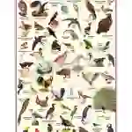 Birds Chart, English and Hindi Combined