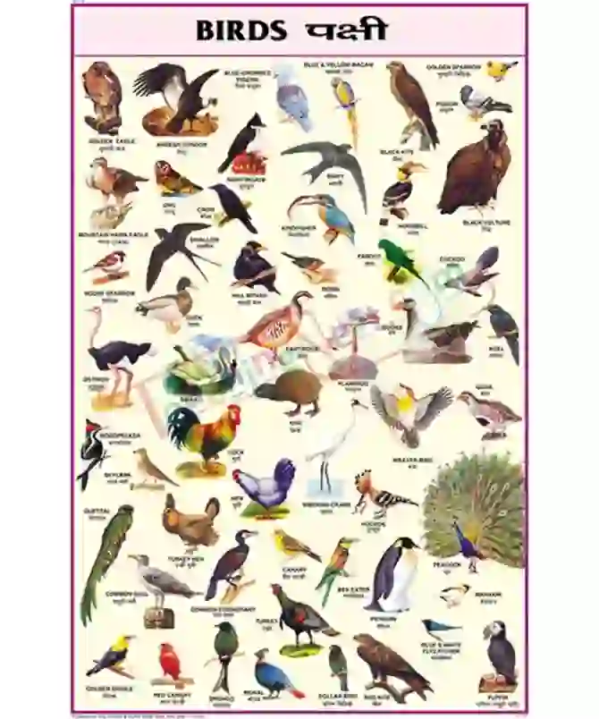 Birds Chart, English and Hindi Combined