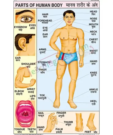 Parts of the Body Chart, English-Hindi