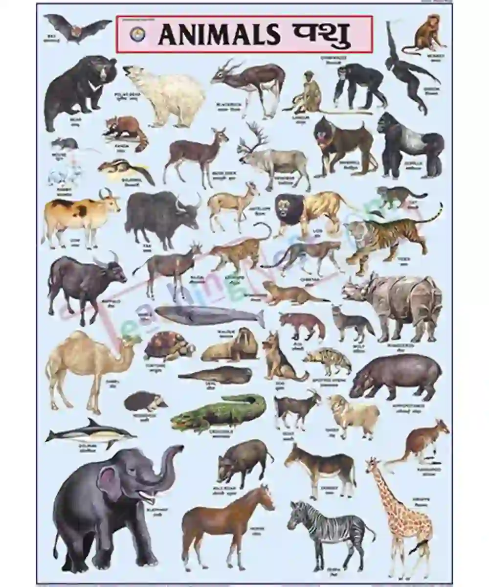 Animals Chart - Laminated, Wall Sticking, 70×100 cm, English and Hindi ...