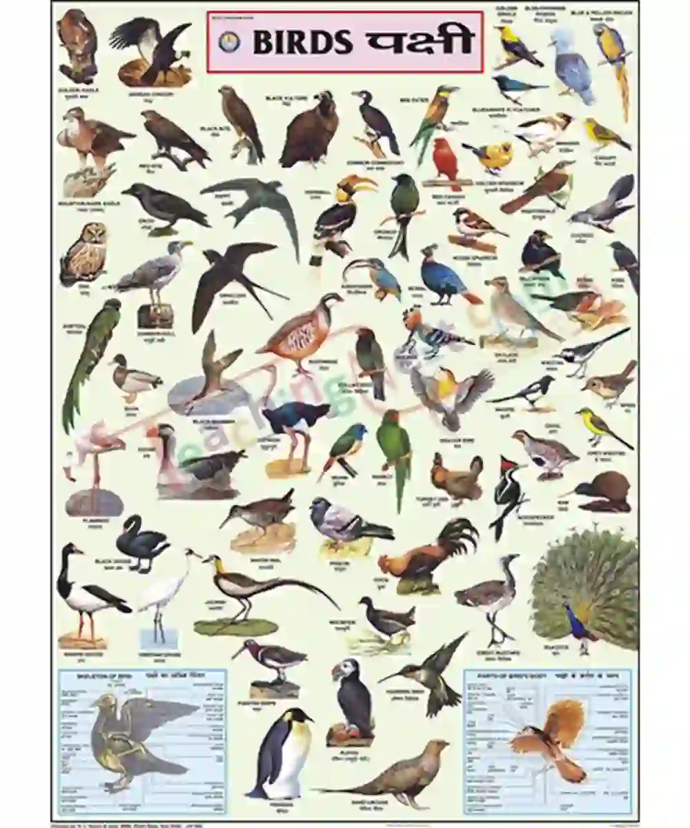 Birds Chart - Laminated, Wall Sticking, 70×100 cm, English and Hindi ...