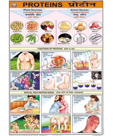 Proteins Chart, English-Hindi