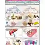 Carbohydrates Chart, English-Hindi