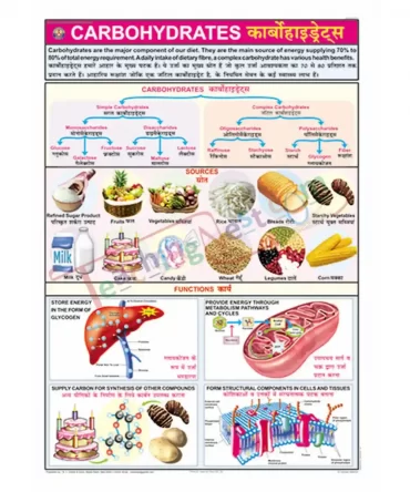 Carbohydrates Chart, English-Hindi