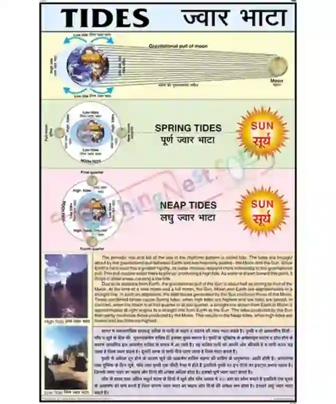 Spring & Neap Tides Chart, English-Hindi