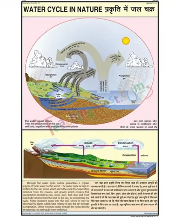Water Cycle in Nature Chart, English-Hindi