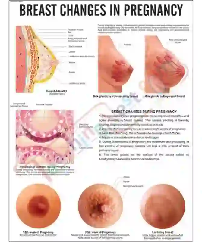 Breast Changes in Pregnancy Chart, 51x66 cm