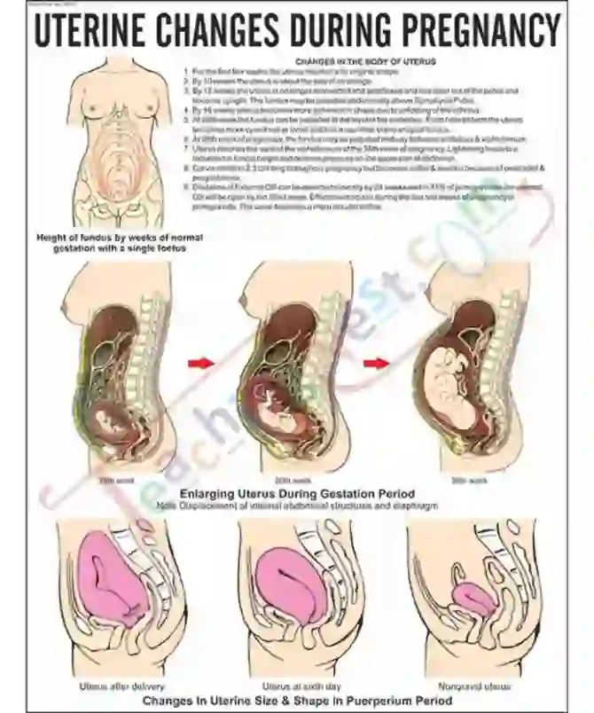 Uterine Changes in Pregnancy Chart, 51x66 cm