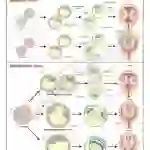 Twin Pregnancy Chart, 51 x 66 cm