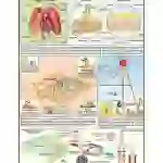 Air Pollution (Effects and Remedies) Chart, English