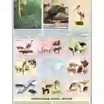 Flora & Fauna Chart, English