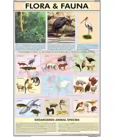 Flora & Fauna Chart, English