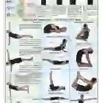 Spine & Related Organs Chart - Laminated, With Rollers, 50x70 cm