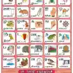 Tamil Alphabet - Laminated, Wall Sticking, 13x19 inch