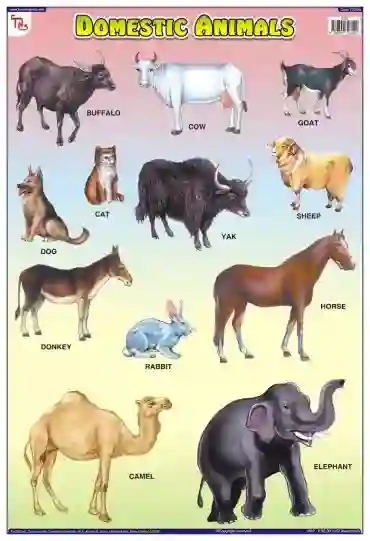 Domestic Animals - Laminated, Wall Sticking, 13x19 inch,