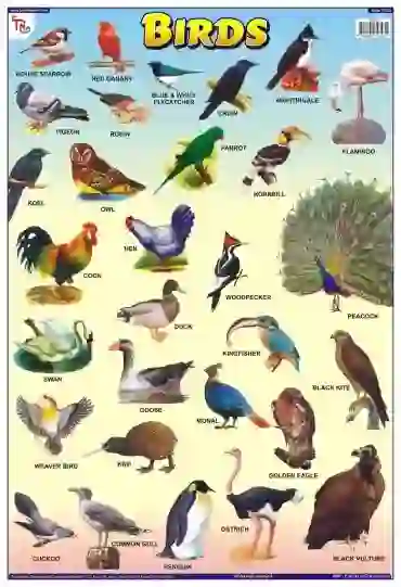 Birds Chart - Wall Sticking, 13x19 inch